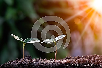 Agriculture, Growth of young plant sequence with morning sunlight and green blur background. Stock Photo
