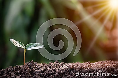 Agriculture, Growth of young plant sequence with morning sunlight Stock Photo