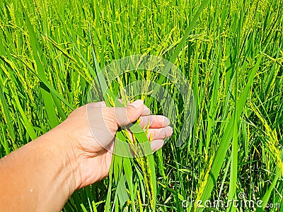 Agriculture. hand gently holding young rice with warm sunlight Stock Photo