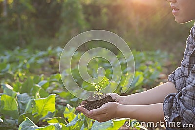 Agriculture hand holding a baby tree. Stock Photo