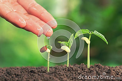 Agriculture hand nurtur watering young plants growing step on so Stock Photo