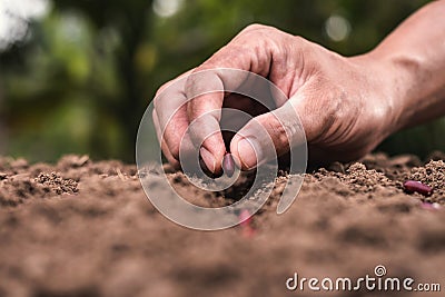 agriculture hand planting seeds red beans Stock Photo