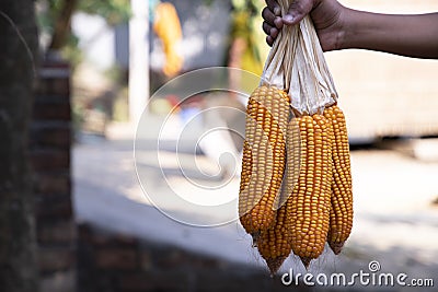 agriculture harvest corn Hand holding with the blurry background Stock Photo