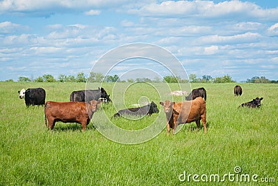 Agriculture: Herd of Cows Stock Photo