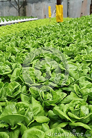 Agriculture - Hydroponic Plantation 02 Stock Photo