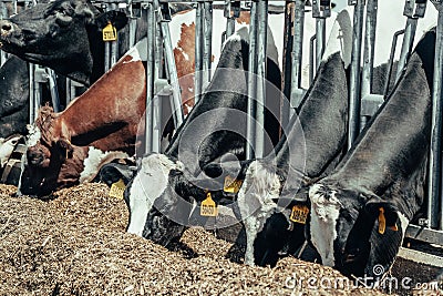 Agriculture industry, animal husbandry, cows eating hay in outdoor cowshed on dairy farm Stock Photo