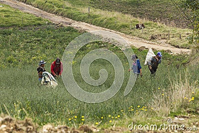 Agriculture industry: Farmers workers on field. Editorial Stock Photo