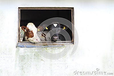 Agriculture industry, livestock farming. Editorial Stock Photo