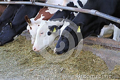 Agriculture industry, livestock farming. Editorial Stock Photo