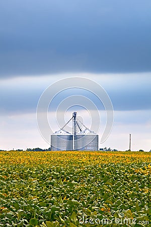 Agriculture industry with soybean fields and silo on cloudy day Stock Photo