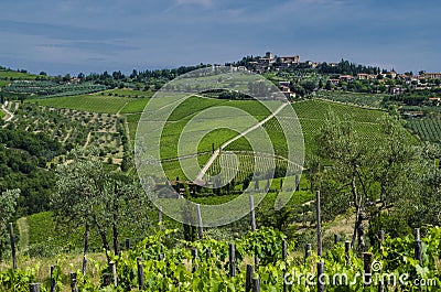 Agriculture Italian vineyards in July Stock Photo