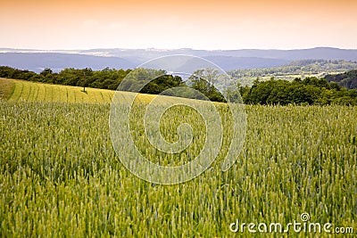 Agriculture Landscape Stock Photo