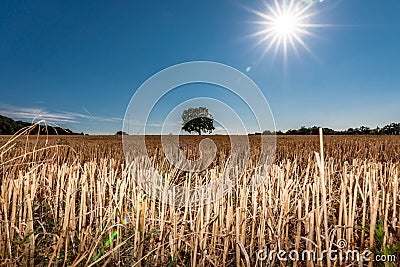 Agriculture landscape with a burning shining sun over the dry fields Stock Photo