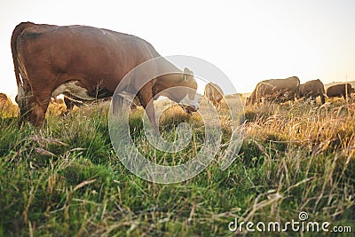 Agriculture, nature and grass with cow on farm for for sustainability, environment and meat industry. Sunset, cattle and Stock Photo