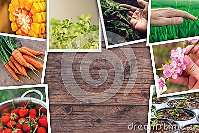 Agriculture photo collage Stock Photo