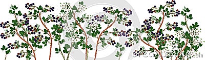 Agriculture plant border. General view of group of fruit-bearing and flowering blackberry plants with ripe berries, green foliage Vector Illustration