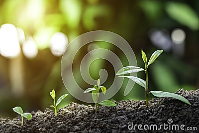 Agriculture and plant grow sequence with morning sunlight and dark green blur background. Germinating seedling grow step sprout gr Stock Photo