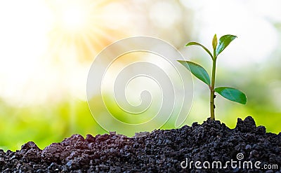 Agriculture and plant grow sequence with morning sunlight and green blur background. Stock Photo