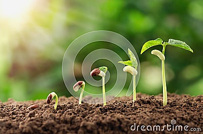 agriculture plant seeding growing step concept in garden and su Stock Photo