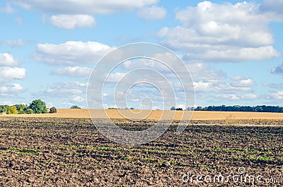 Agriculture plowed field and blue sky with clouds Stock Photo