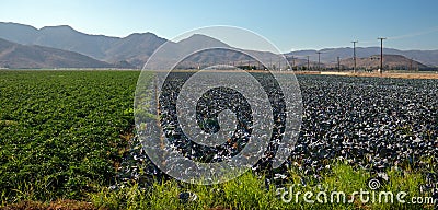 Agriculture Produce Farm Field in Camarillo California USA Stock Photo