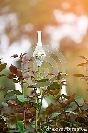 Agriculture - Rose flowers wrapped in foam net in the garden Stock Photo