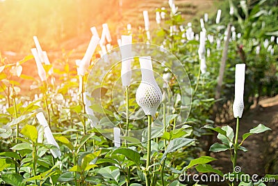 Agriculture - Rose flowers wrapped in foam net in the garden Stock Photo