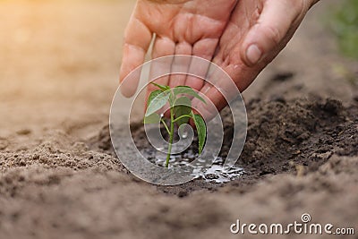 Agriculture. Senior farmer& x27;s hands with water are watering green sprout of peper. Young green seedling in soil Stock Photo