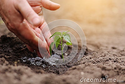 Agriculture. Senior farmer& x27;s hands with water are watering green sprout of peper. Young green seedling in soil Stock Photo