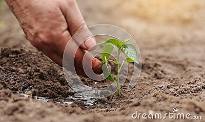 Agriculture. Senior farmer& x27;s hands with water are watering green sprout of peper. Young green seedling in soil Stock Photo