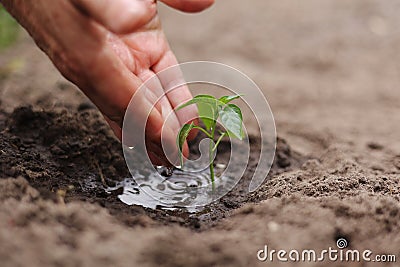 Agriculture. Senior farmer& x27;s hands with water are watering green sprout of peper. Young green seedling in soil Stock Photo