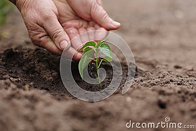 Agriculture. Senior farmer& x27;s hands with water are watering green sprout of peper. Young green seedling in soil Stock Photo