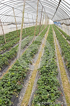 Agriculture shed farm Stock Photo