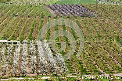 Agriculture at spring Stock Photo