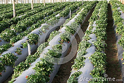 Agriculture-strawberries Stock Photo