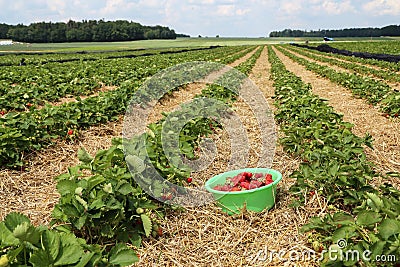 Freshly picked strawberries Stock Photo