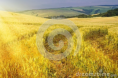 Agriculture Stock Photo