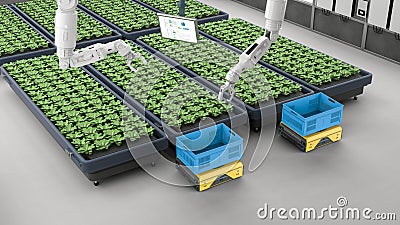 Agriculture technology with robot assistant in indoor farm or glasshouse Stock Photo