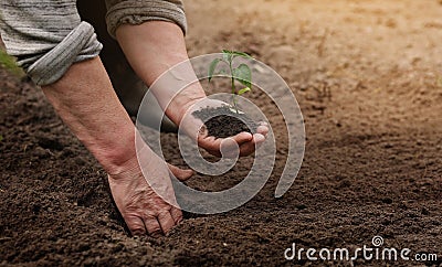 Agriculture. Unrecognisable senior farmer planting peper seedlings in the garden. Hands plant tiny sprout in fertile Stock Photo