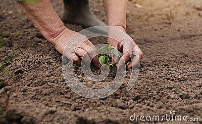 Agriculture. Unrecognisable senior farmer planting peper seedlings in the garden. Hands plant tiny sprout in fertile Stock Photo