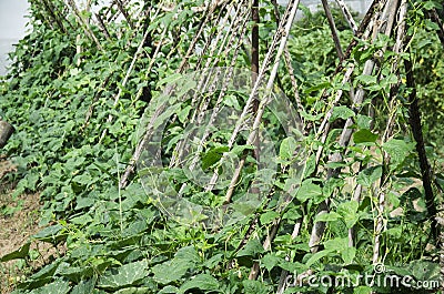 Agriculture Vigna unguiculata subsp. sesquipedalis at grow plant Stock Photo