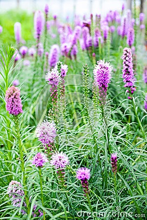 AGRICULTURE VIOLET LIATRIS SPICATA BEE FRIENDLY PLANT FOR NATURAL GARDEN Stock Photo