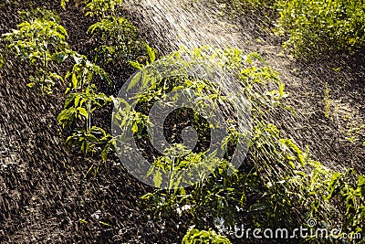 Agriculture water farming. Cultivated plant field watering plant tomato seedlings bush. Field vegetable garden watering Stock Photo