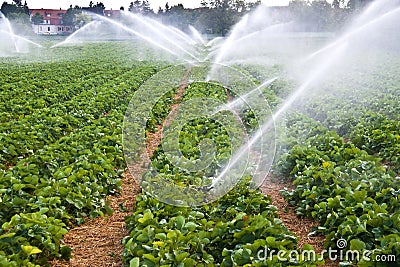 Agriculture water spray Stock Photo