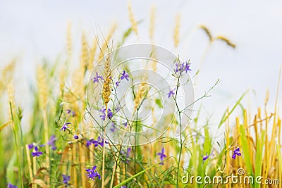 Agriculture. Wild cute weeds in field on farm, sunny summer day, along with cereal ears. Rural background Stock Photo