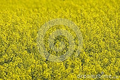 Agriculture Stock Photo