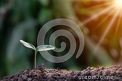 Agriculture and young plant grow sequence with morning sunlight Stock Photo