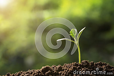 agriculture. young plant growing on soils Stock Photo