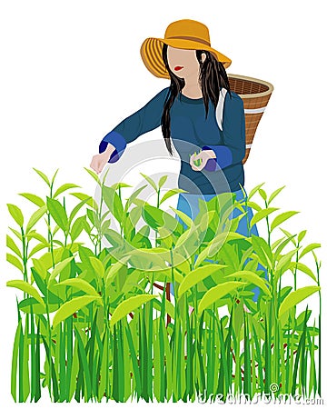Agriculturist harvest tea leaves Vector Illustration