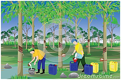 Agriculturist harvest water of Hevea brasiliensis tree in garden Vector Illustration